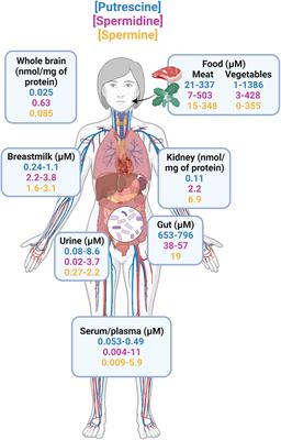 Probiotic induced synthesis of microbiota polyamine as a nutraceutical for metabolic syndrome and obesity-related type 2 diabetes